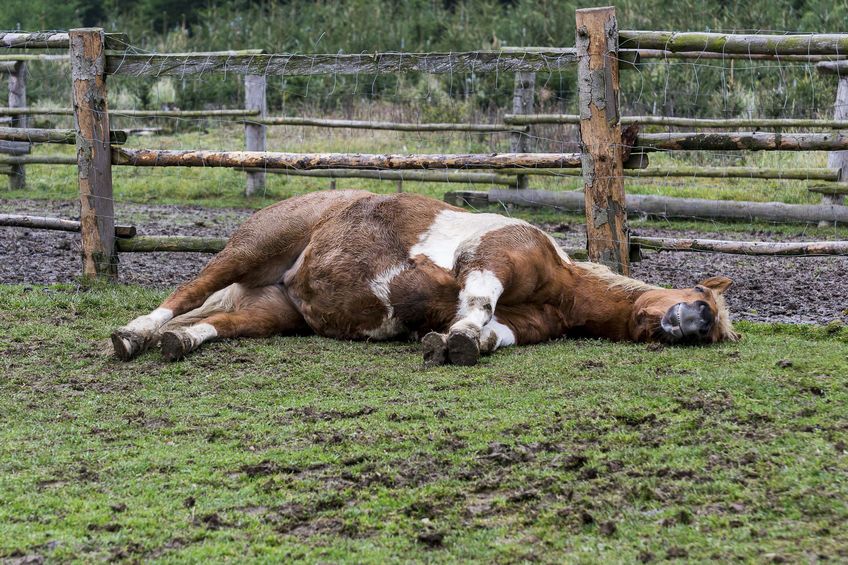 Cavalo marrom deitado