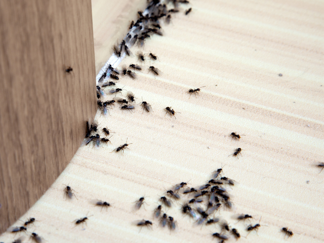 Muitas formigas em piso de madeira
