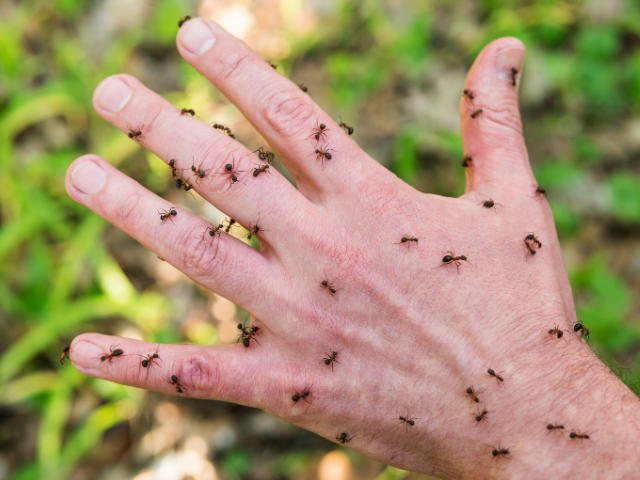 Formigas na mão