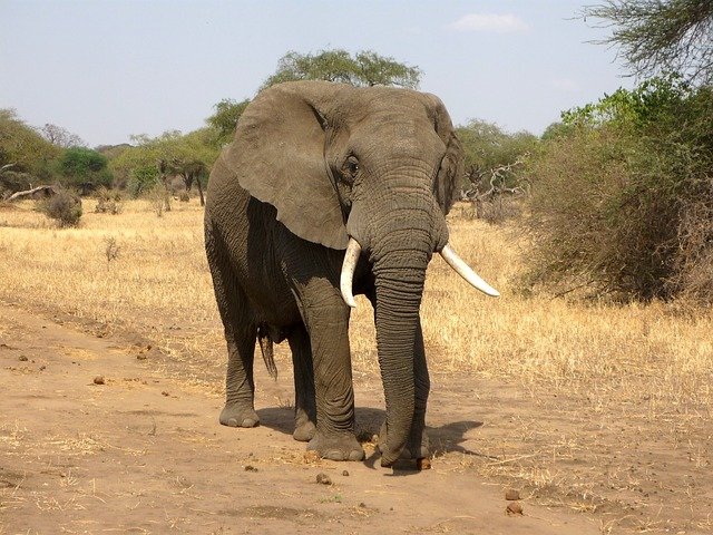 Elefante caminhando