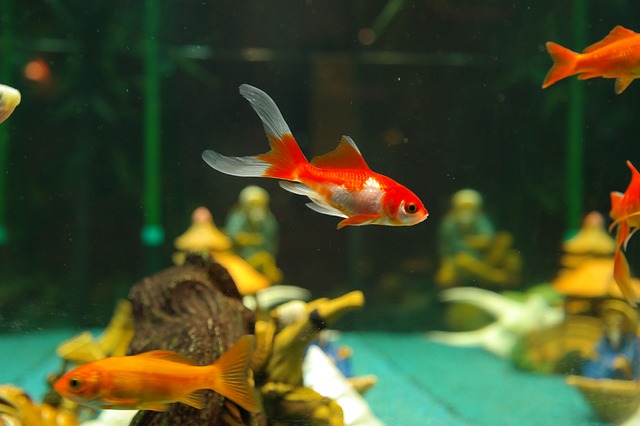 Peixe dourado no aquário 