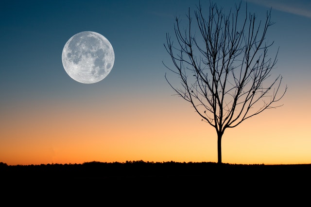 Lua Cheia no céu  à esquerda durante um fim de tarde e uma árvore seca à direta