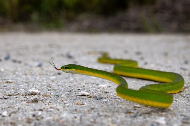 Cobra verde pequena e fina rastejando no chão.