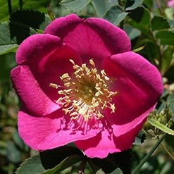 Flor rosa-silvestre
