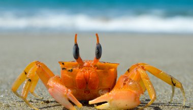 Significado de sonhar com caranguejo