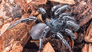 Sonhar com aranha preta