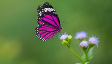 Significado de sonhar com borboleta