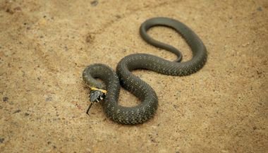 Significado de sonhar com cobra enrolada