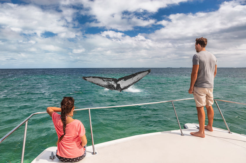 Casal em barco olhando baleia no mar