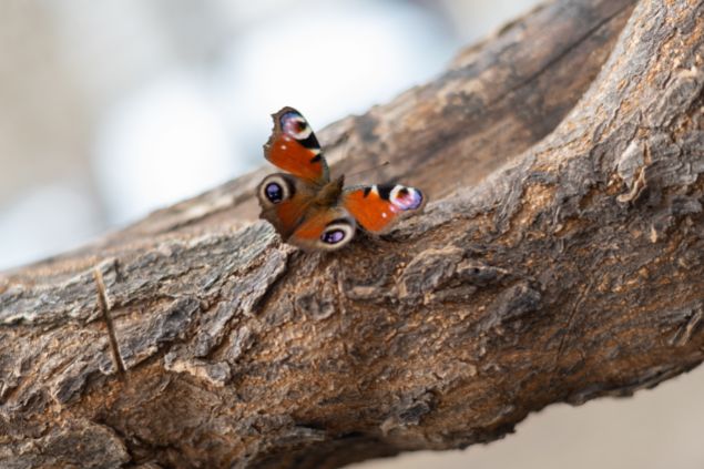 Borboleta no tronco de madeira