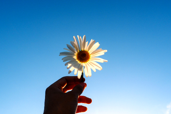 Uma mão segurando uma flor 