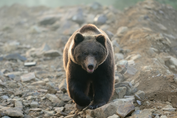 Urso andando no meio de pedras