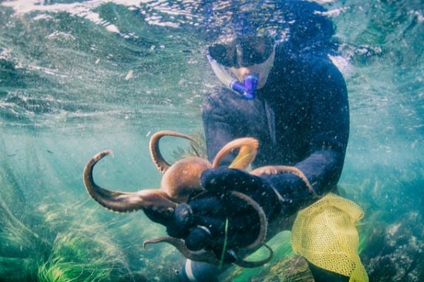 Mergulhador pegando um polvo debaixo d'agua