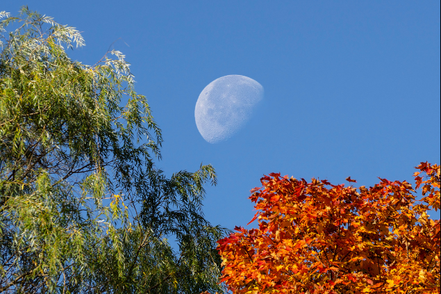 Lua Minguante em céu claro.