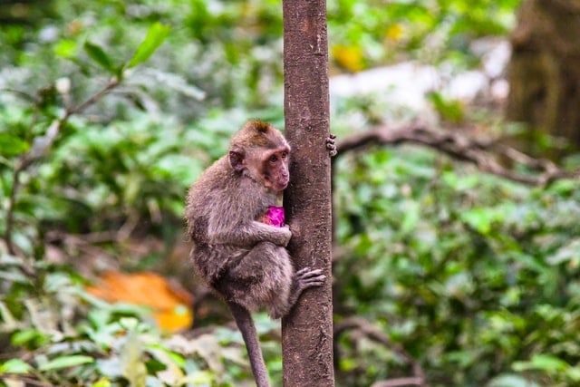 Filhote de macaco na árvore.