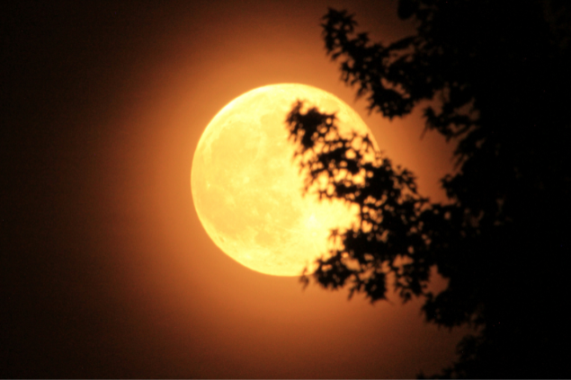 Superlua com uma árvore na frente