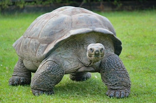 Tartaruga terrestre gigante