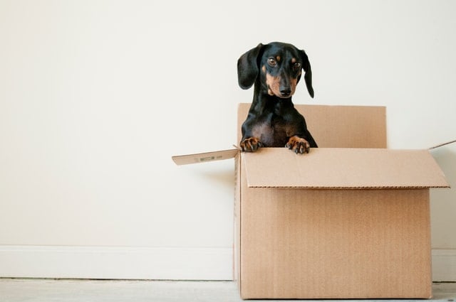 Cachorro dentro de caixa de papelão.