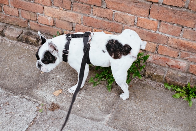 Cachorro urinando numa parede.