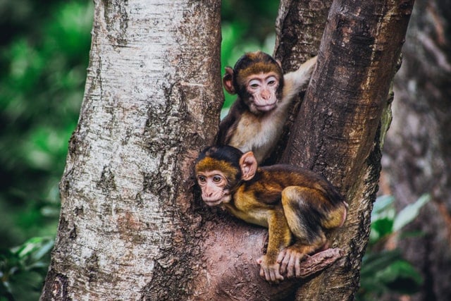 Filhotes de macaco.