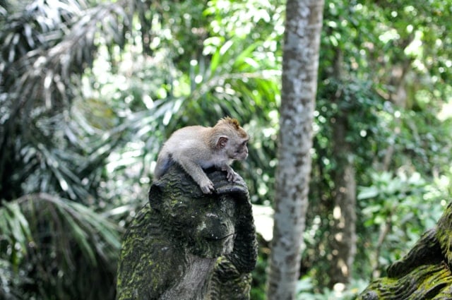 Filhote de macaco.