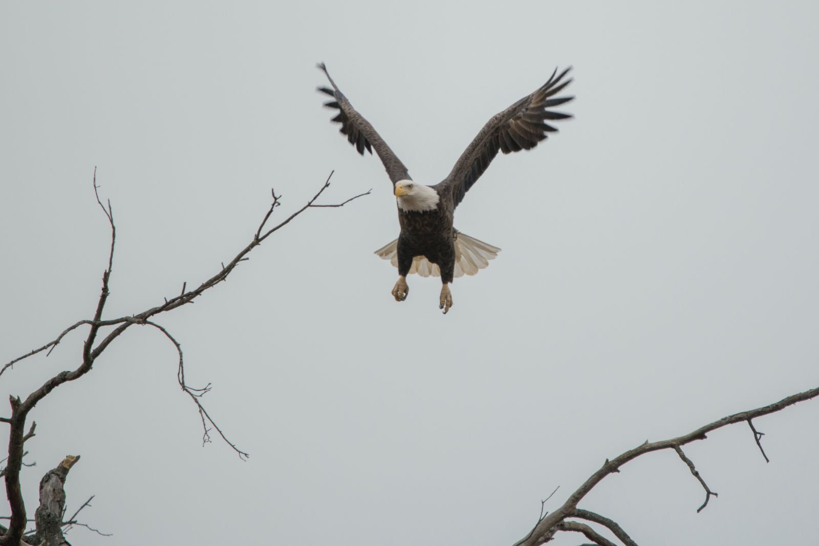 Águia voando em frente a um galho de árvore