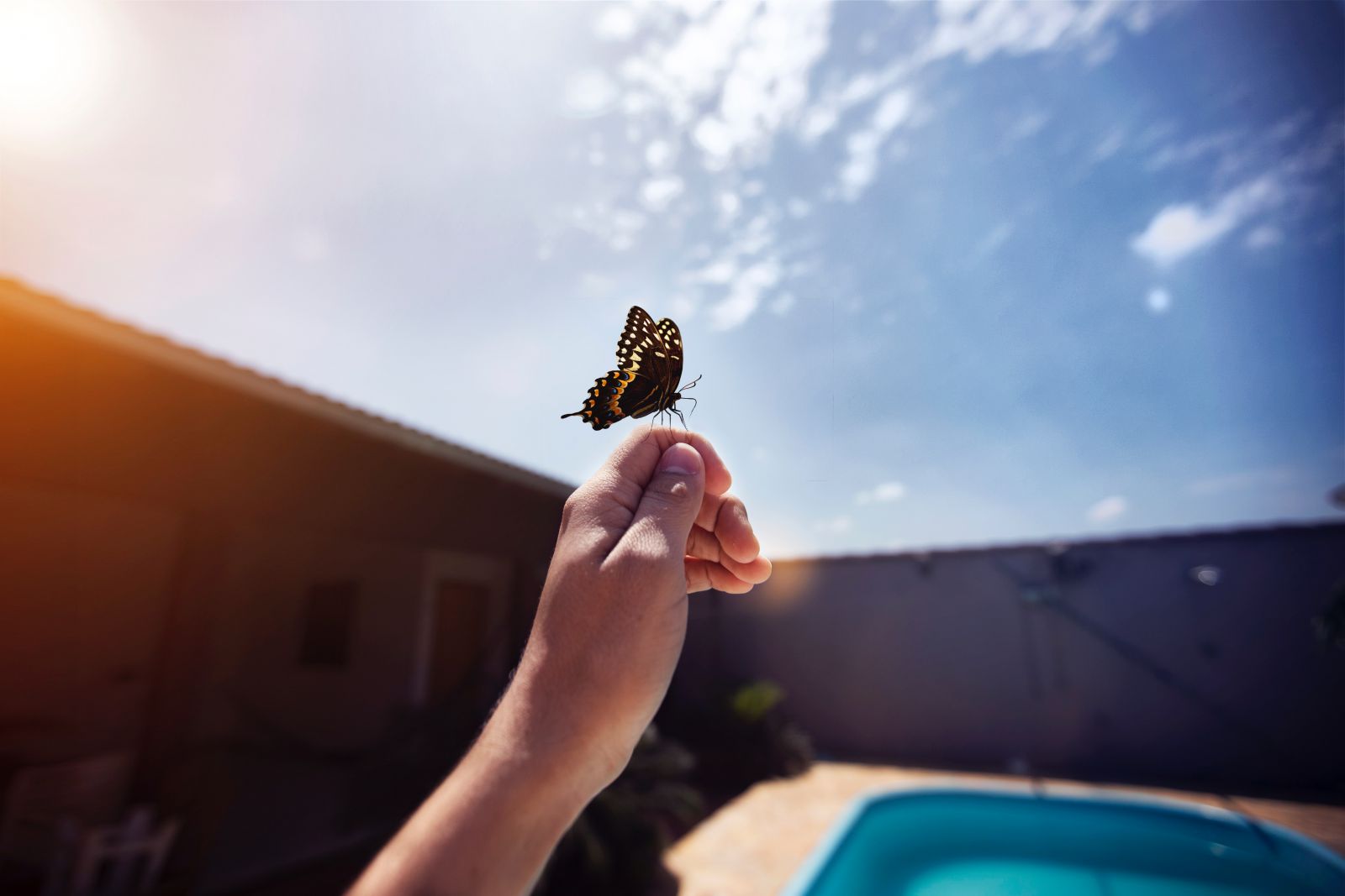 Borboleta pousada na mão de uma pessoa