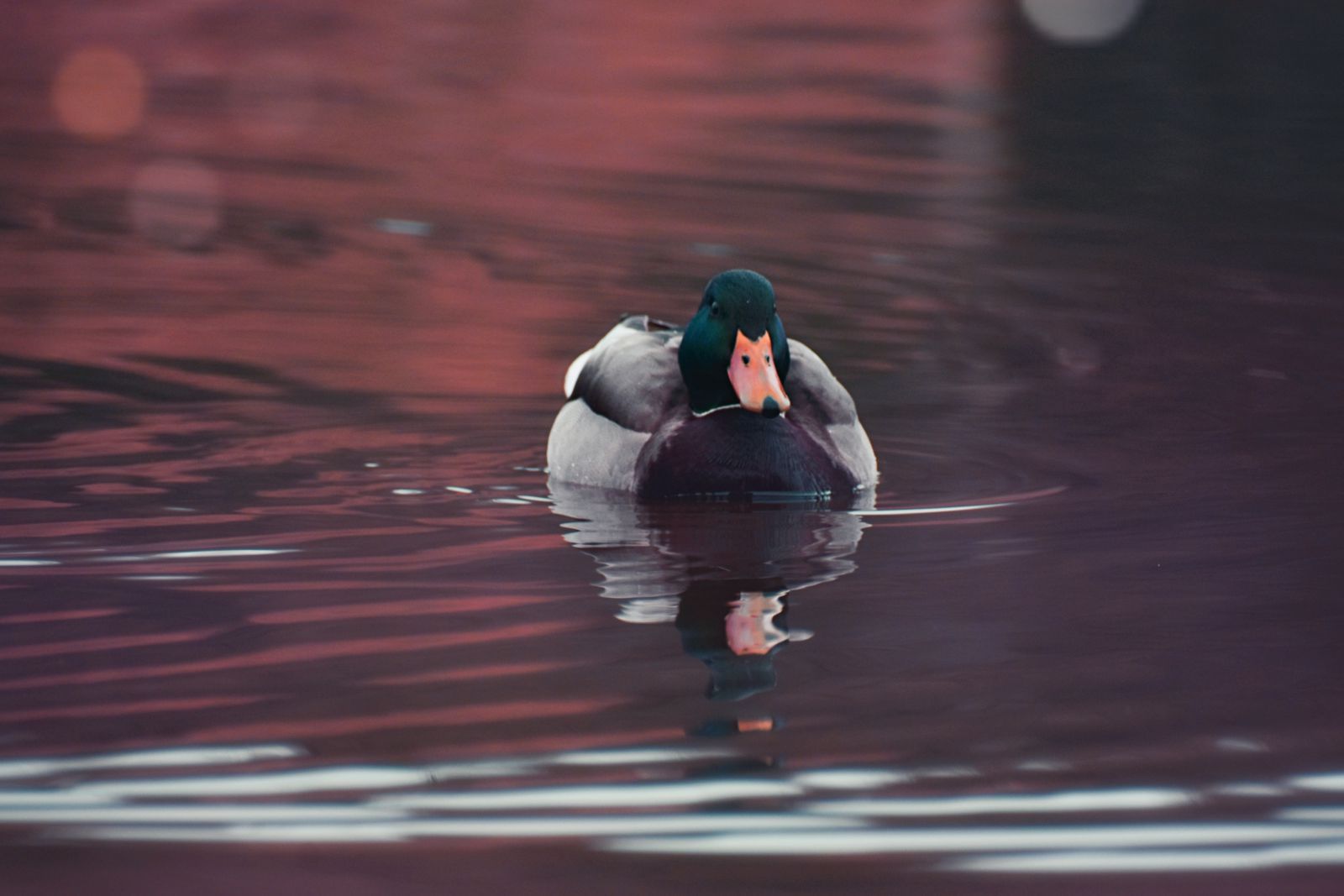 Pato nadando