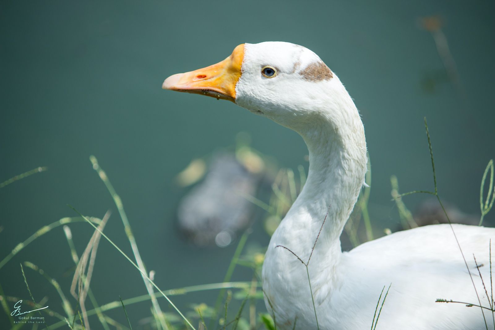 Pato ao lado de um lago