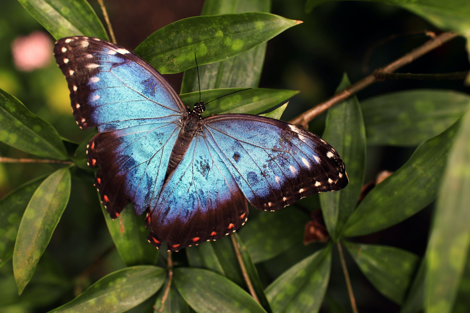 Borboleta azul em uma planta